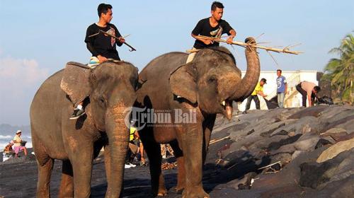 gajah-sumatera-ikut-bersihkan-sampah-di-bali | Berita Positive 